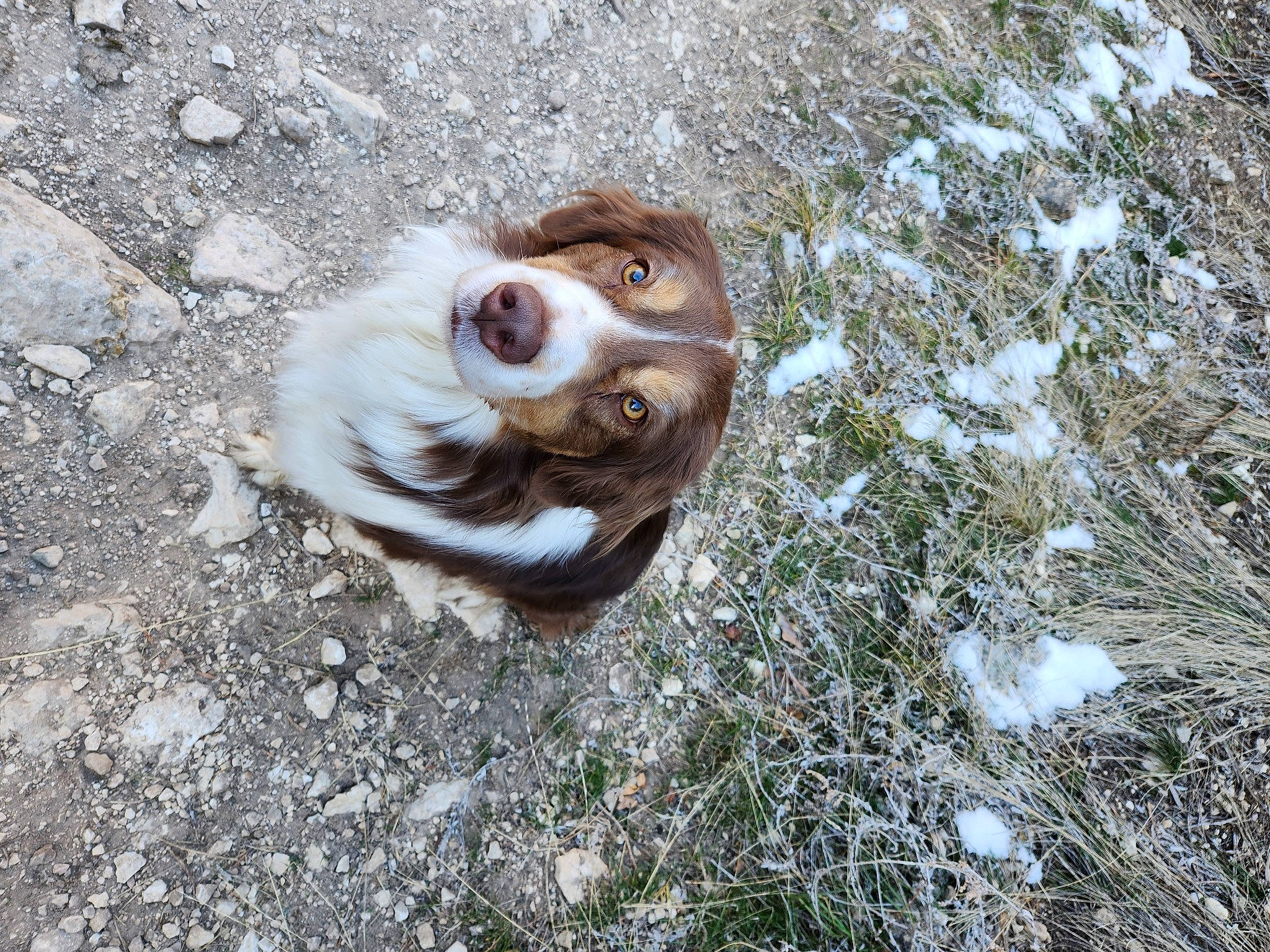 Prince Zuko joined the competition — help win amazing prizes! art, asphalt, canidae, carnivore, companion_dog, dog, dog_breed, fawn, felidae, fur, grass, plant, road_surface, snout, soil, sporting_group, terrestrial_animal, whiskers, wildlife, wood