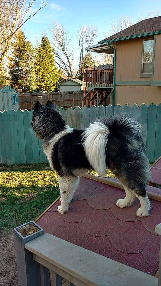 Mizuki joined the competition — help win amazing prizes! canidae, carnivore, companion_dog, dog, dog_breed, felidae, giant_dog_breed, grass, herding_dog, house, mammal, plant, sky, small_to_medium_sized_cats, sporting_group, tail, terrier, tree, window, working_dog