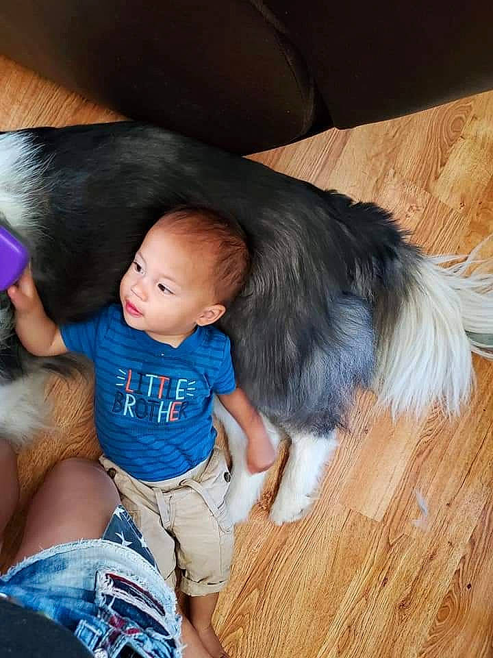 Mizuki is registered to the contest to win money with this photo: baby, carnivore, child, comfort, companion_dog, couch, dog, dog_breed, flooring, fun, fur, happy, hardwood, human_leg, lap, sitting, thigh, toddler, toy_dog, wood