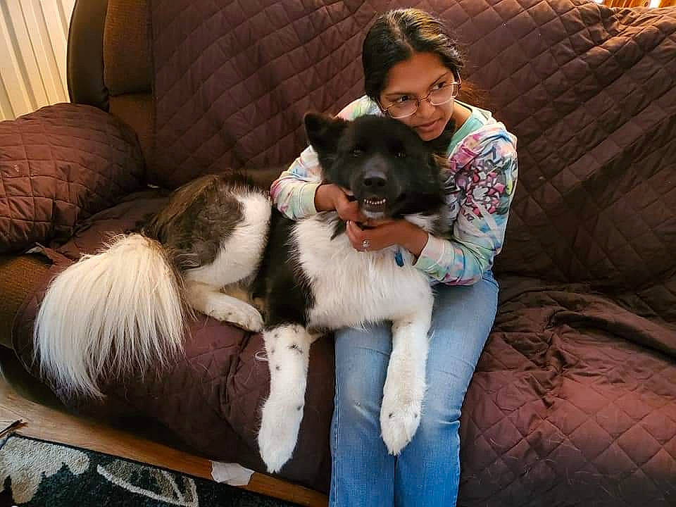 Mizuki joined the competition — help win amazing prizes! black_hair, carnivore, comfort, companion_dog, couch, dog, dog_breed, fawn, flash_photography, fur, happy, head, lap, leisure, living_room, sitting, smile, sporting_group, sunglasses, vertebrate