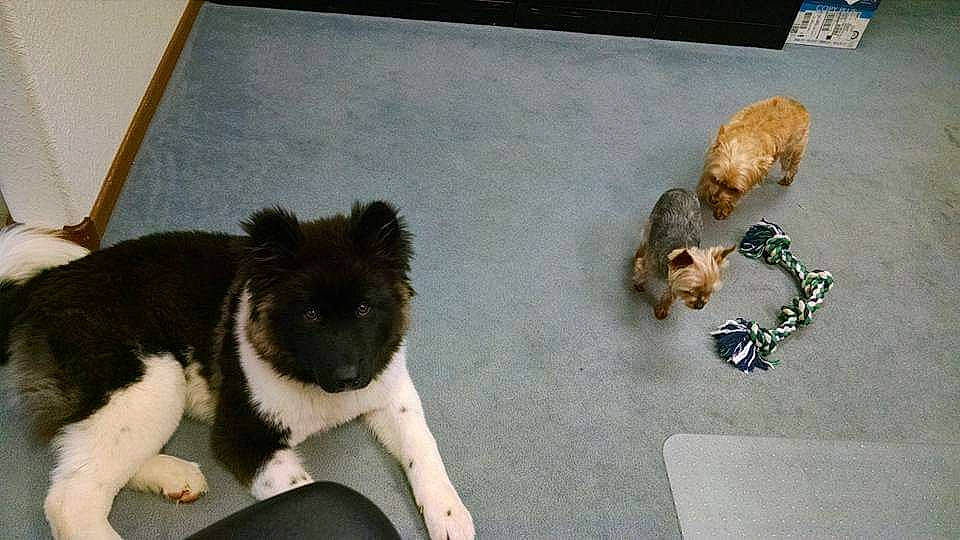 Mizuki is registered to the contest to win money with this photo: art, canidae, carnivore, companion_dog, dog, dog_breed, fawn, felidae, flooring, fur, paw, small_to_medium_sized_cats, sporting_group, tail, toy_dog