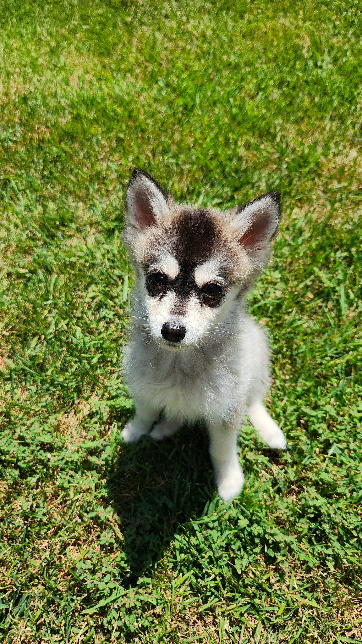 Astro is registered to the contest to win money with this photo: canidae, carnivore, companion_dog, dog, dog_breed, fawn, fur, grass, grassland, groundcover, plant, snout, sporting_group, tail, terrestrial_animal, whiskers, wildlife