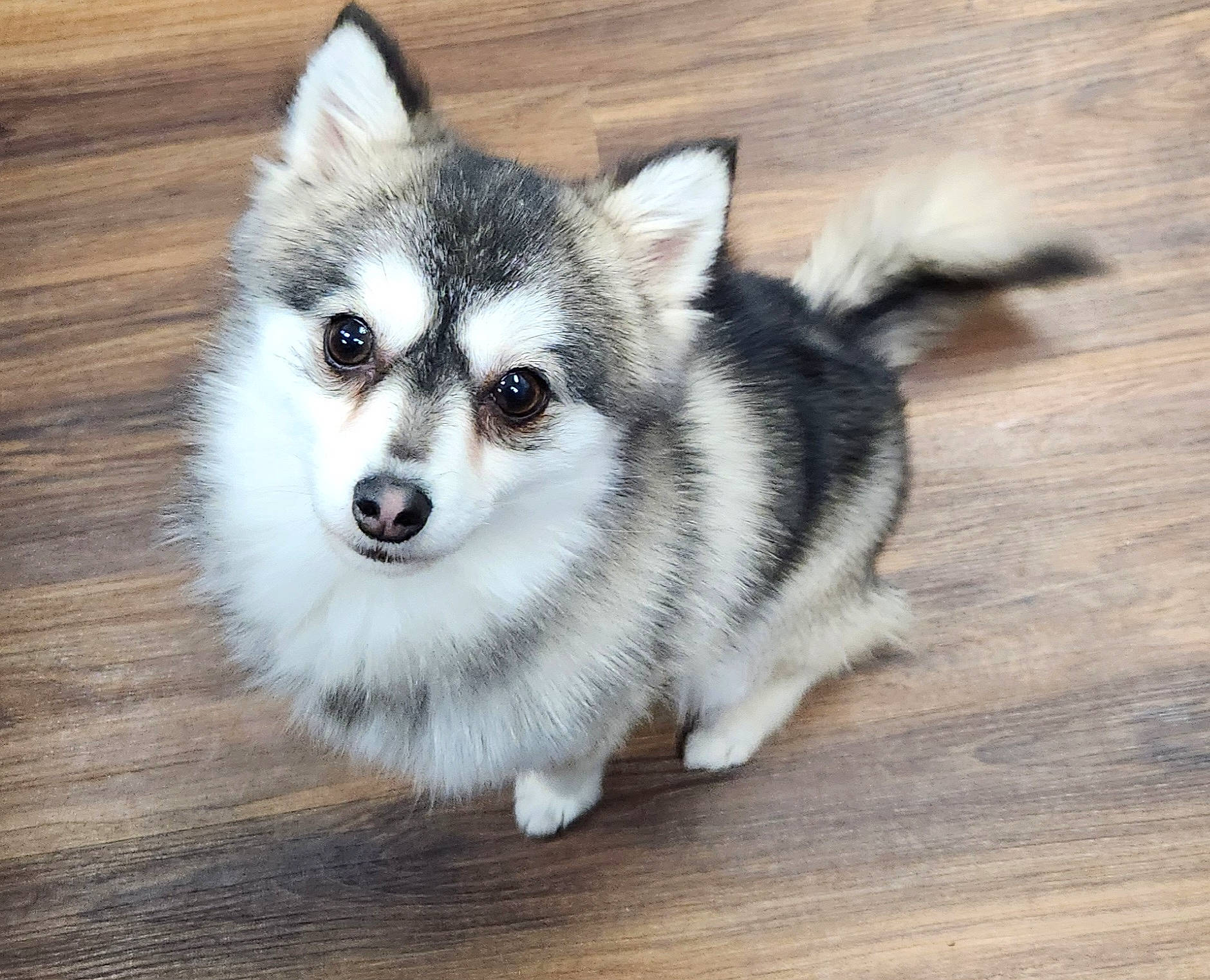 Astro joined the competition — help win amazing prizes! ancient_dog_breeds, carnivore, companion_dog, dog, dog_breed, fur, hardwood, non_sporting_group, sled_dog, snout, sporting_group, terrestrial_animal, whiskers, wood, working_animal, working_dog