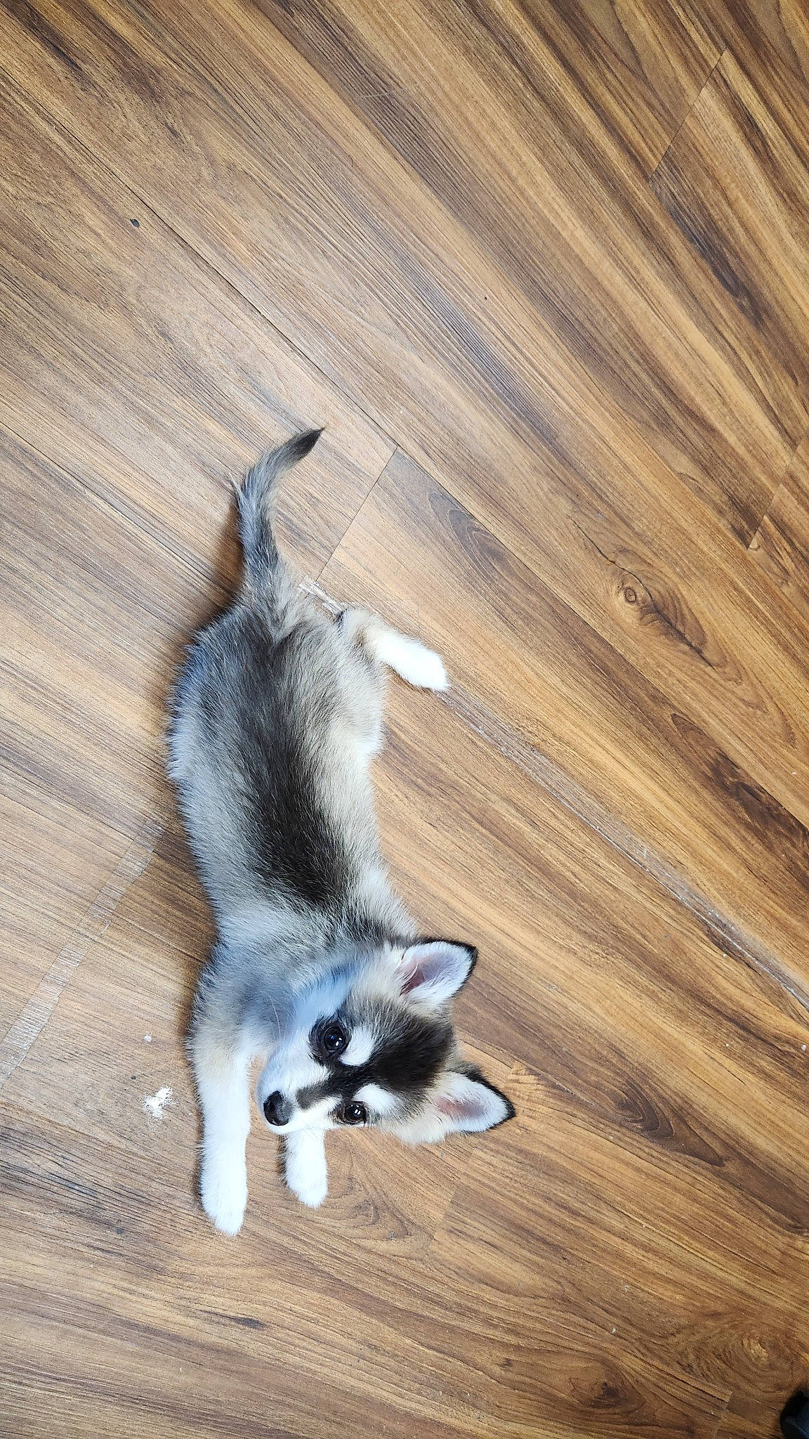 Astro is registered to the contest to win money with this photo: balance, carnivore, cat, claw, companion_dog, dog_breed, felidae, flooring, fur, hardwood, paw, plank, small_to_medium_sized_cats, tail, terrestrial_animal, varnish, whiskers, wood, wood_flooring, wood_stain