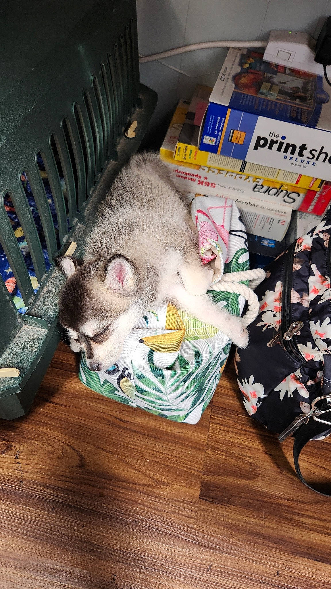 Astro joined the competition — help win amazing prizes! domestic_short_haired_cat, event, felidae, fur, hamster, marsupial, mouse, muridae, muroidea, publication, rodent, small_to_medium_sized_cats, tail, whiskers, white_footed_mice