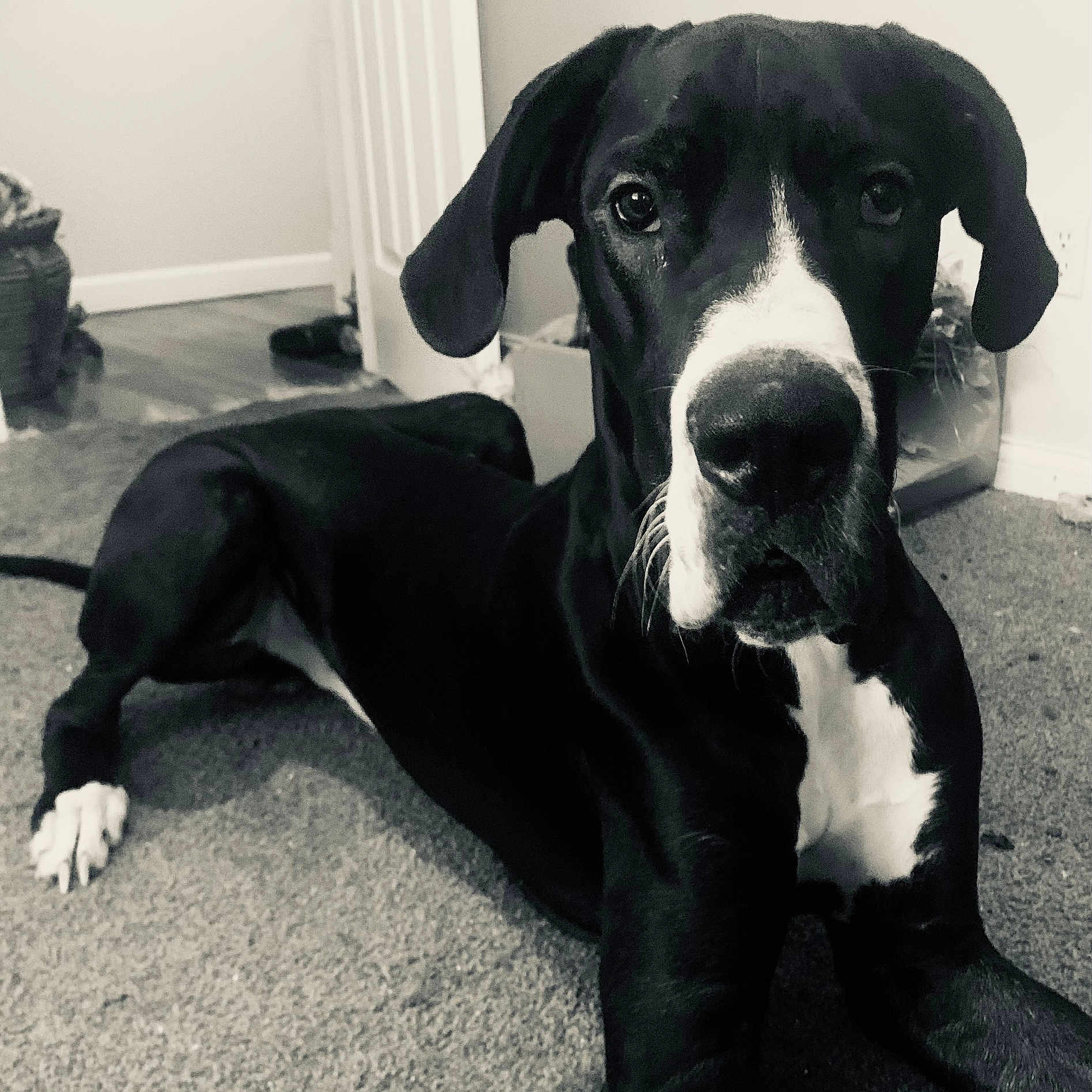 Toby