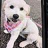 Mia is registered to the contest to win money with this photo: dog, puppy, white_dog, fluffy, pink_bandana, pink_leash, pet, canine, sitting, lying_down, happy, open_mouth, black_nose, dark_eyes, outdoor, pavement, collar, fashionable, screen_photo, close_up