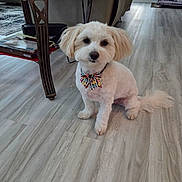 Mia joined the competition — help win amazing prizes! dog, small_dog, white_fur, fluffy, bow_tie, collar, sitting, indoors, home, floor, wood_floor, furniture, table, chair, birdcage, pet, portrait, looking_at_camera, cute, animal