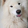 Mayna participe au concours pour gagner de l'argent avec cette photo : dog, white_dog, fluffy, fur, portrait, close_up, face, eyes, nose, tongue, smiling, happy, pet, canine, samoyed, long_hair, indoors, phone_screenshot, gallery_interface, date