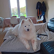 Mayna a rejoint le concours — aidez-le/la à gagner de superbes lots ! dog, white_dog, fluffy, samoyed, pet, animal, portrait, sitting, indoors, living_room, ottoman, blanket, sofa, furniture, dining_area, window, backyard, coats, home, cute