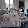 dog, white_dog, fluffy, samoyed, pet, animal, portrait, sitting, indoors, living_room, ottoman, blanket, sofa, furniture, dining_area, window, backyard, coats, home, cute