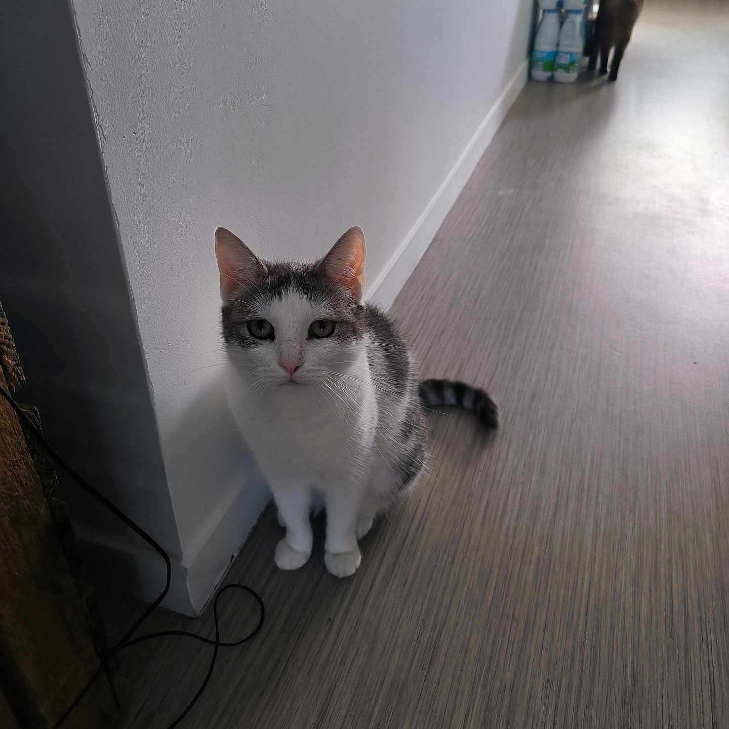 Bibiche a rejoint le concours — aidez-le/la à gagner de superbes lots ! abyssinian, accessories, animal, architecture, building, canine, cat, dog, furniture, hardwood, indoors, interiordesign, kitten, manx, pet, plywood, shelf, siamese, strap, wood