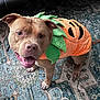 animal, brown_dog, canine, carpet, costume, cute, dog, ears, festive, floor, fur, happy, holiday, indoor, leaf, pet, playful, pumpkin, smiling, tail