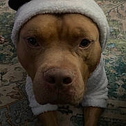 Samson is registered to the contest to win money with this photo: animal, brown_dog, carpet, carrot_nose, closeup, costume, cute, dog, eyes, face, festive, fur, hat, holiday, indoor, laying_down, nose, pet, portrait, snowman