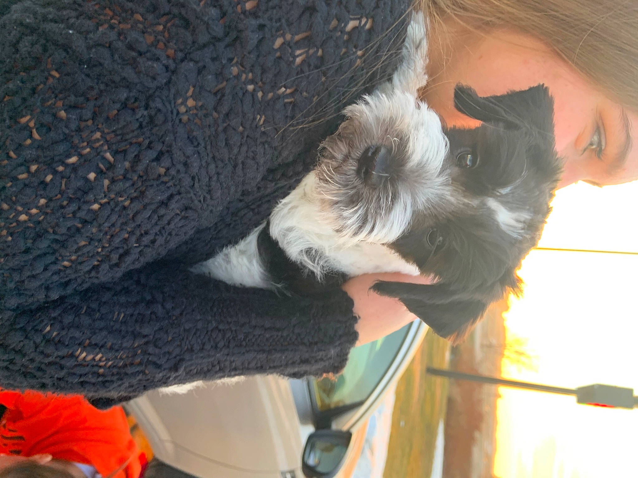 Arlo is registered to the contest to win money with this photo: canidae, carnivore, companion_dog, dog, dog_breed, fawn, fur, snout, sporting_group, tail, wool, woolen