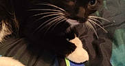 Oreo joined the competition — help win amazing prizes! cat, kitten, tuxedo_cat, whiskers, white_paws, bed, blanket, striped, colorful, blue, green, black, indoor, pet, feline, cute, curious, animal, resting, soft