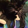 cat, kitten, tuxedo_cat, whiskers, white_paws, bed, blanket, striped, colorful, blue, green, black, indoor, pet, feline, cute, curious, animal, resting, soft