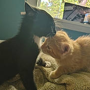 Oreo is registered to the contest to win money with this photo: black_kitten, orange_kitten, two_kittens, cat, kitten, feline, pet, cute, fluffy, indoor, blanket, window, sunlight, whiskers, fur, animal, young_animal, cozy, friendship, tender_moment