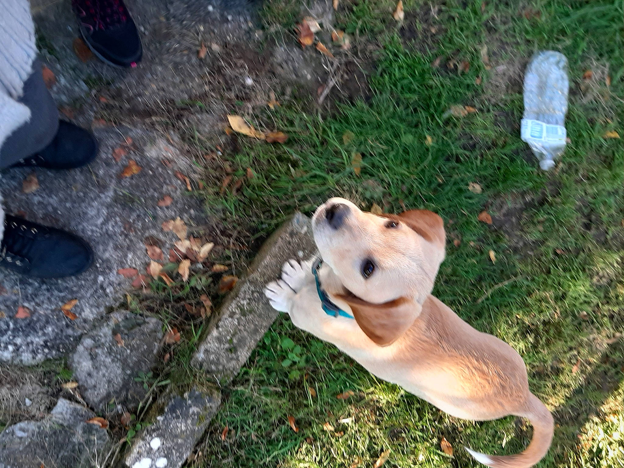 Lucky participe au concours pour gagner de l'argent avec cette photo : canidae, carnivore, dog, dog_breed, fawn, mammal, snout, sporting_group