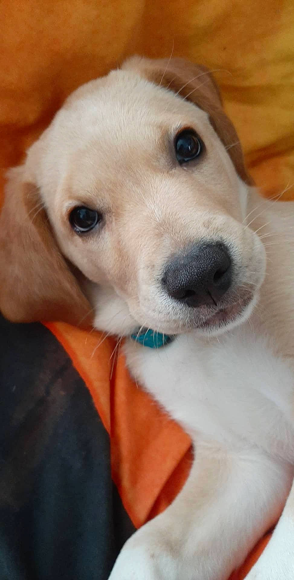 Lucky participe au concours pour gagner de l'argent avec cette photo : beagador, canidae, carnivore, companion_dog, dog, dog_breed, fawn, golden_retriever, labrador_retriever, mammal, nose, puppy, puppy_love, rare_breed_dog, retriever, snout, sporting_group, vertebrate, whiskers