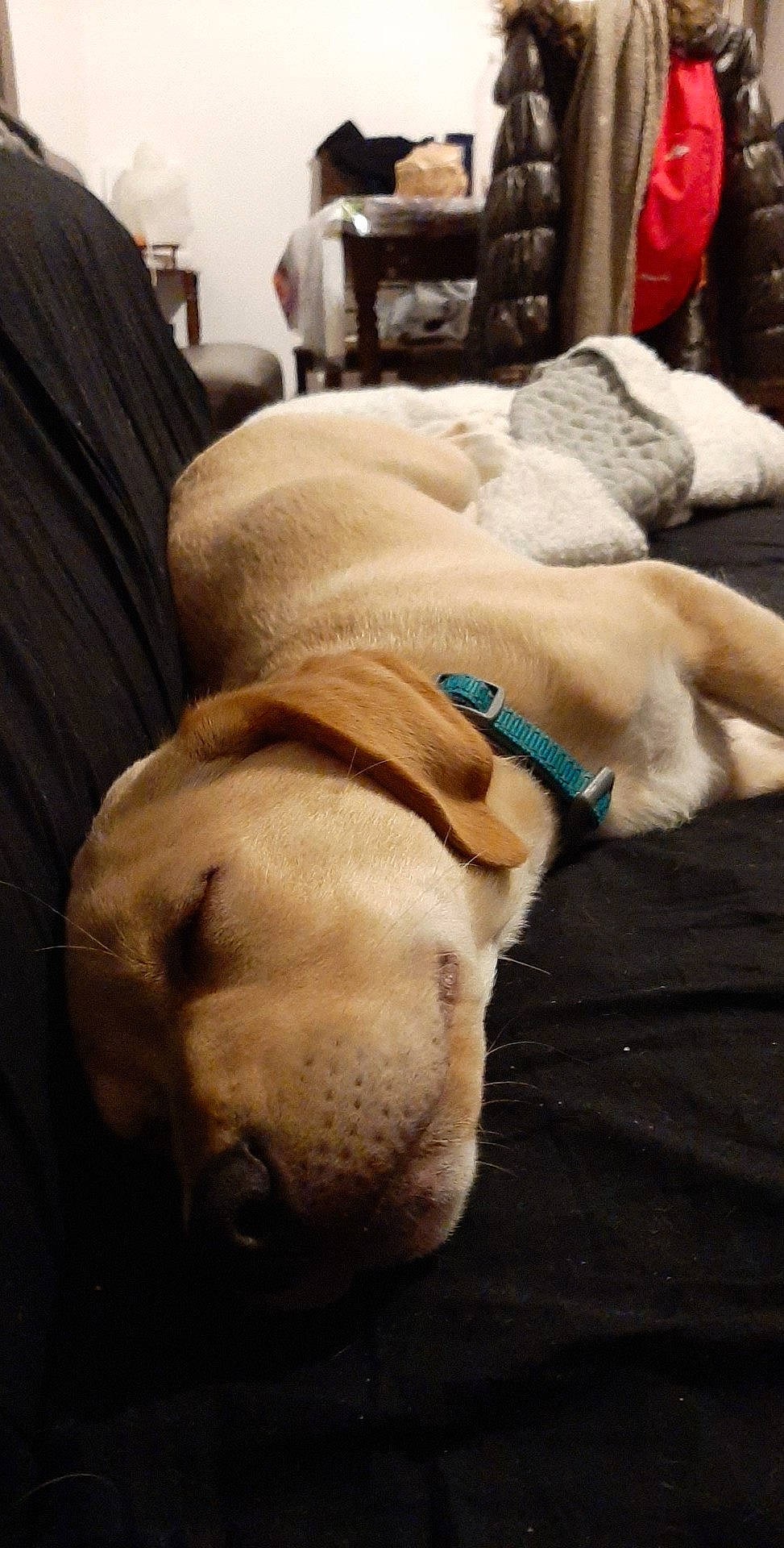 Lucky participe au concours pour gagner de l'argent avec cette photo : canidae, carnivore, companion_dog, dog, dog_breed, fawn, labrador_retriever, nap, retriever, sleep, snout, sporting_group