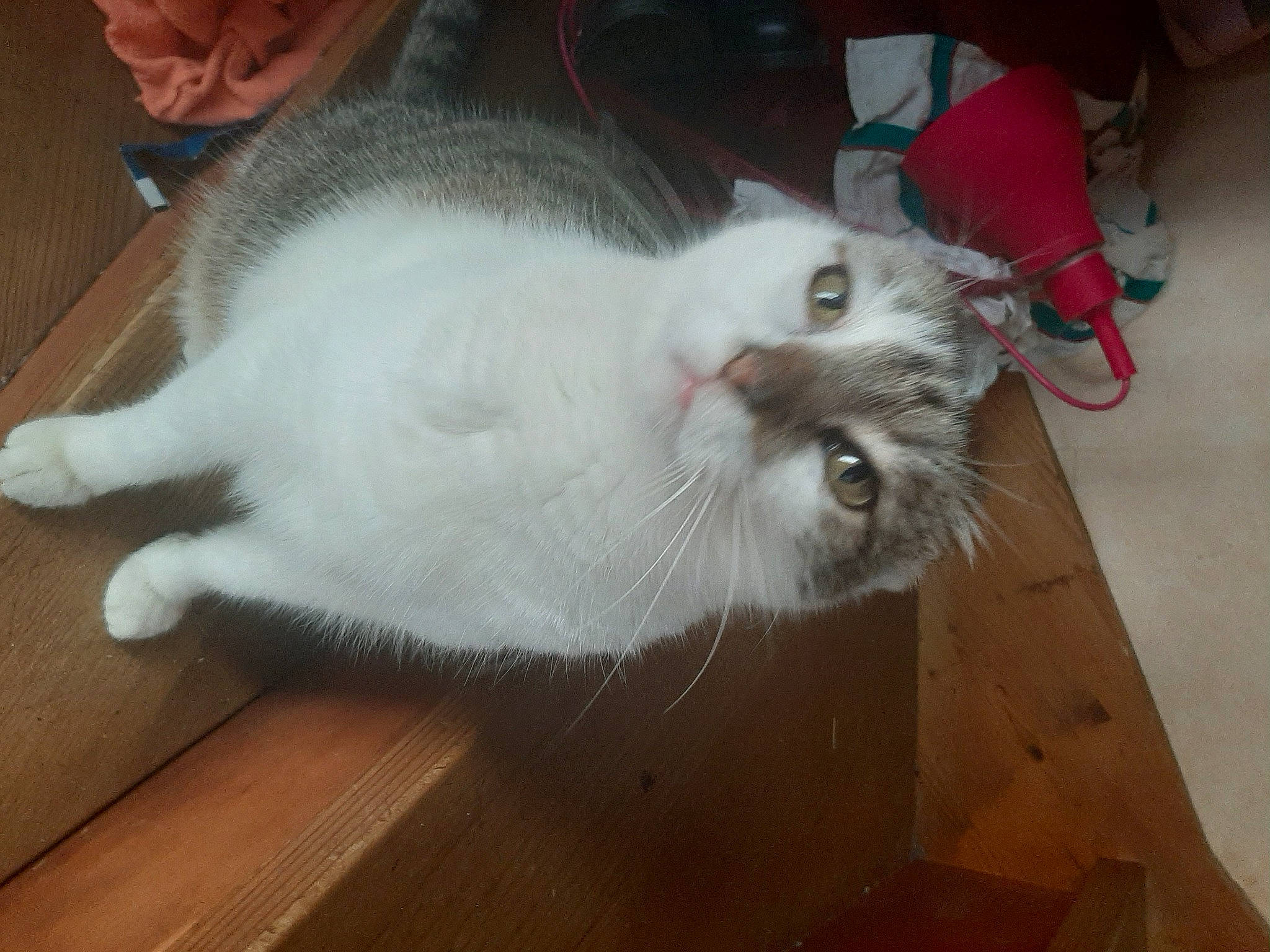 Indigo participe au concours pour gagner de l'argent avec cette photo : american_curl, asian_semi_longhair, british_longhair, burmilla, carnivore, cat, domestic_long_haired_cat, felidae, flooring, fur, persian, ragamuffin, ragdoll, small_to_medium_sized_cats, tail, turkish_angora, turkish_van, whiskers