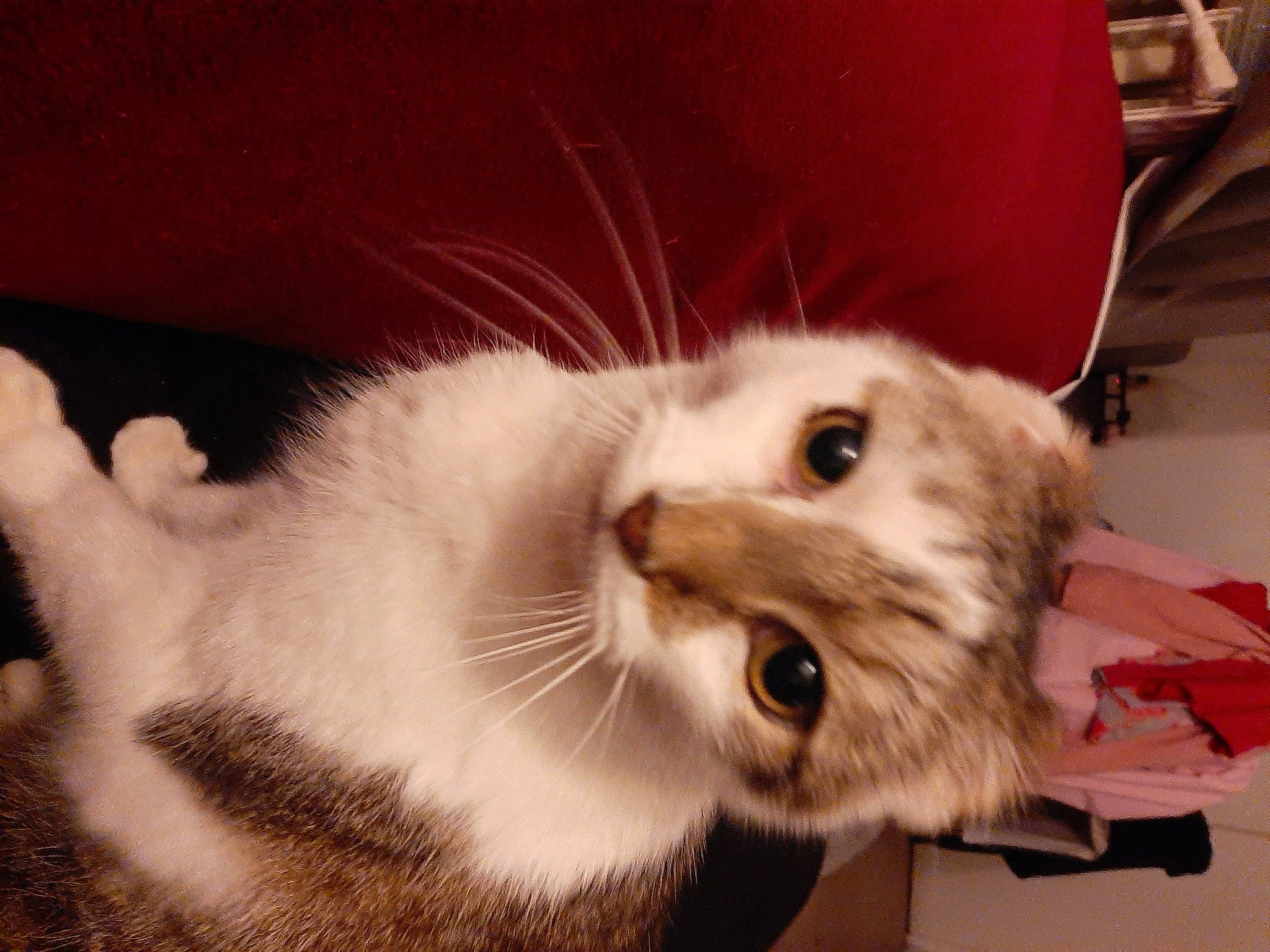 Indigo participe au concours pour gagner de l'argent avec cette photo : aegean_cat, american_curl, american_wirehair, asian, carnivore, cat, domestic_short_haired_cat, ear, european_shorthair, eye, felidae, fur, kitten, mammal, paw, scottish_fold, singapura, small_to_medium_sized_cats, snout, whiskers