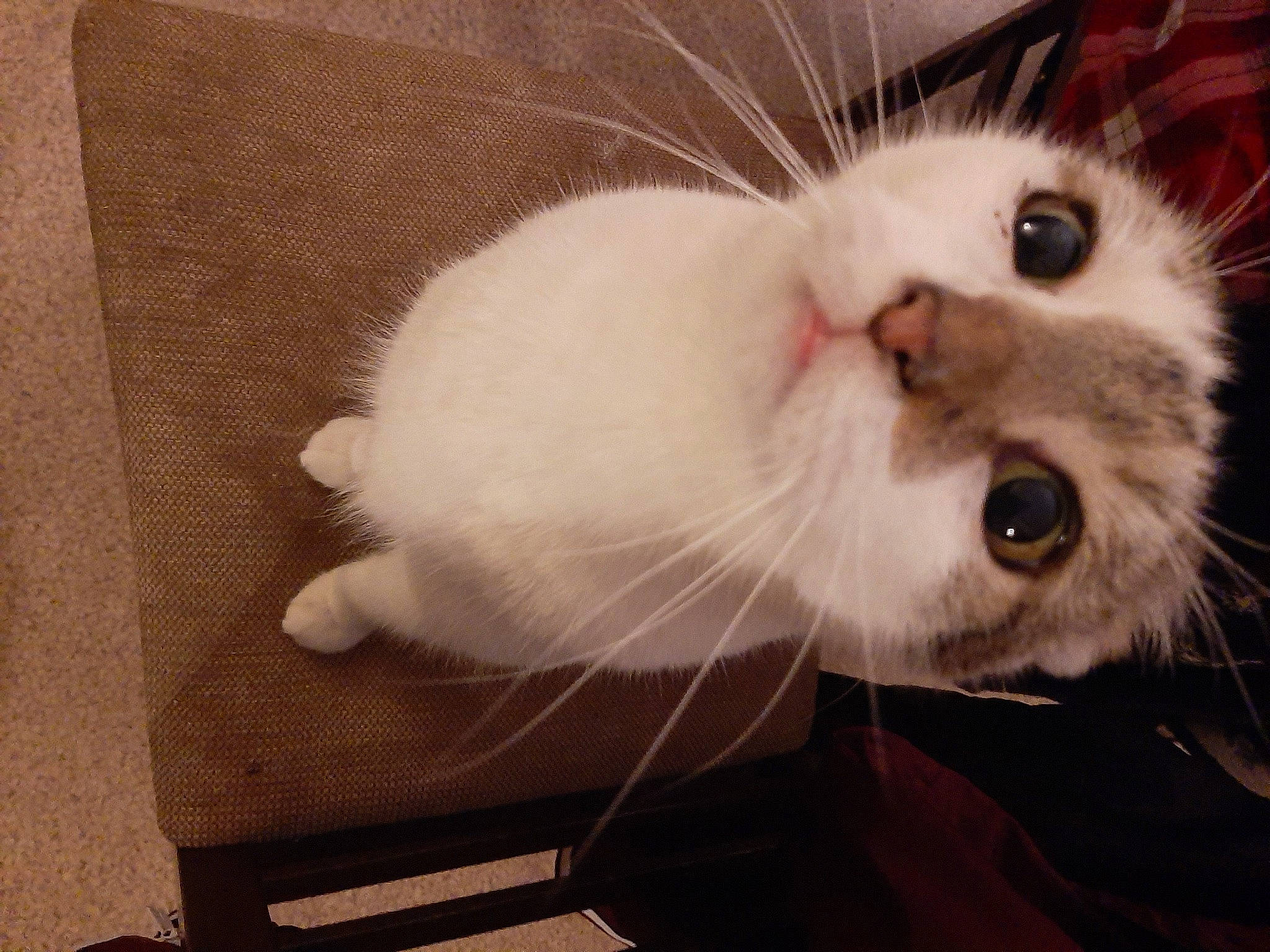 Indigo participe au concours pour gagner de l'argent avec cette photo : american_curl, carnivore, cat, ear, eye, felidae, fur, kitten, nose, paw, small_to_medium_sized_cats, snout, tail, turkish_angora, turkish_van, whiskers