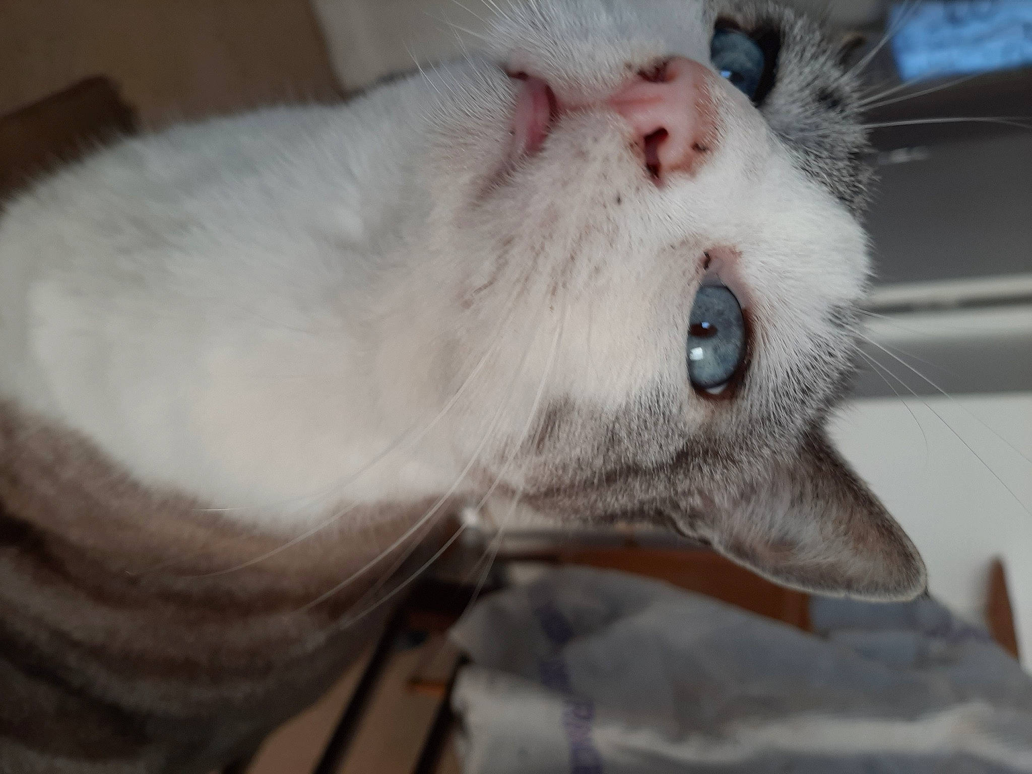 Demon participe au concours pour gagner de l'argent avec cette photo : asian, burmilla, carnivore, cat, cornish_rex, ear, eye, fawn, felidae, mammal, nose, singapura, small_to_medium_sized_cats, snout, whiskers