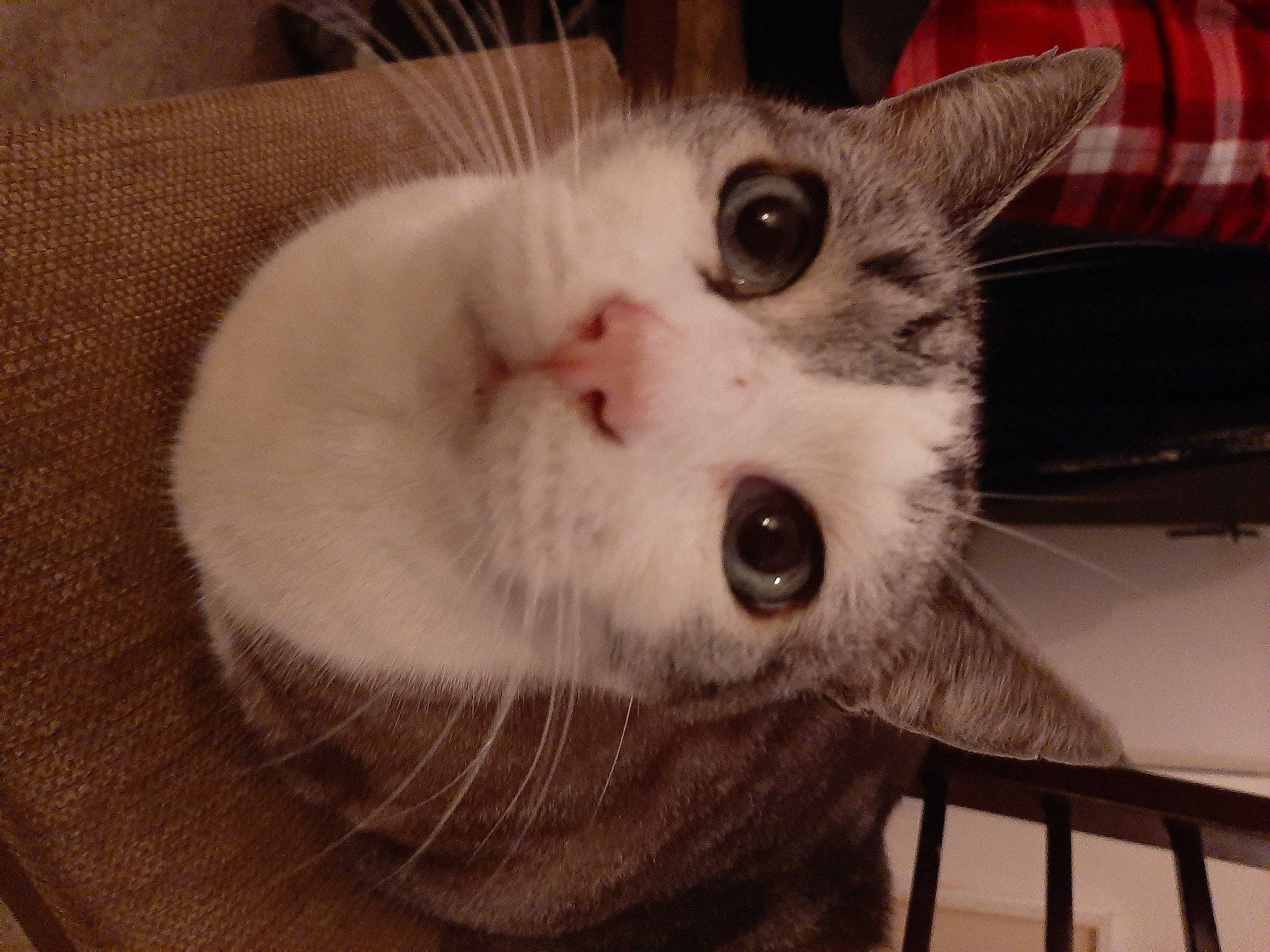 Demon participe au concours pour gagner de l'argent avec cette photo : aegean_cat, american_wirehair, asian, burmilla, carnivore, cat, domestic_short_haired_cat, ear, european_shorthair, eye, felidae, head, mammal, mouth, nose, ojos_azules, organ, small_to_medium_sized_cats, snout, whiskers