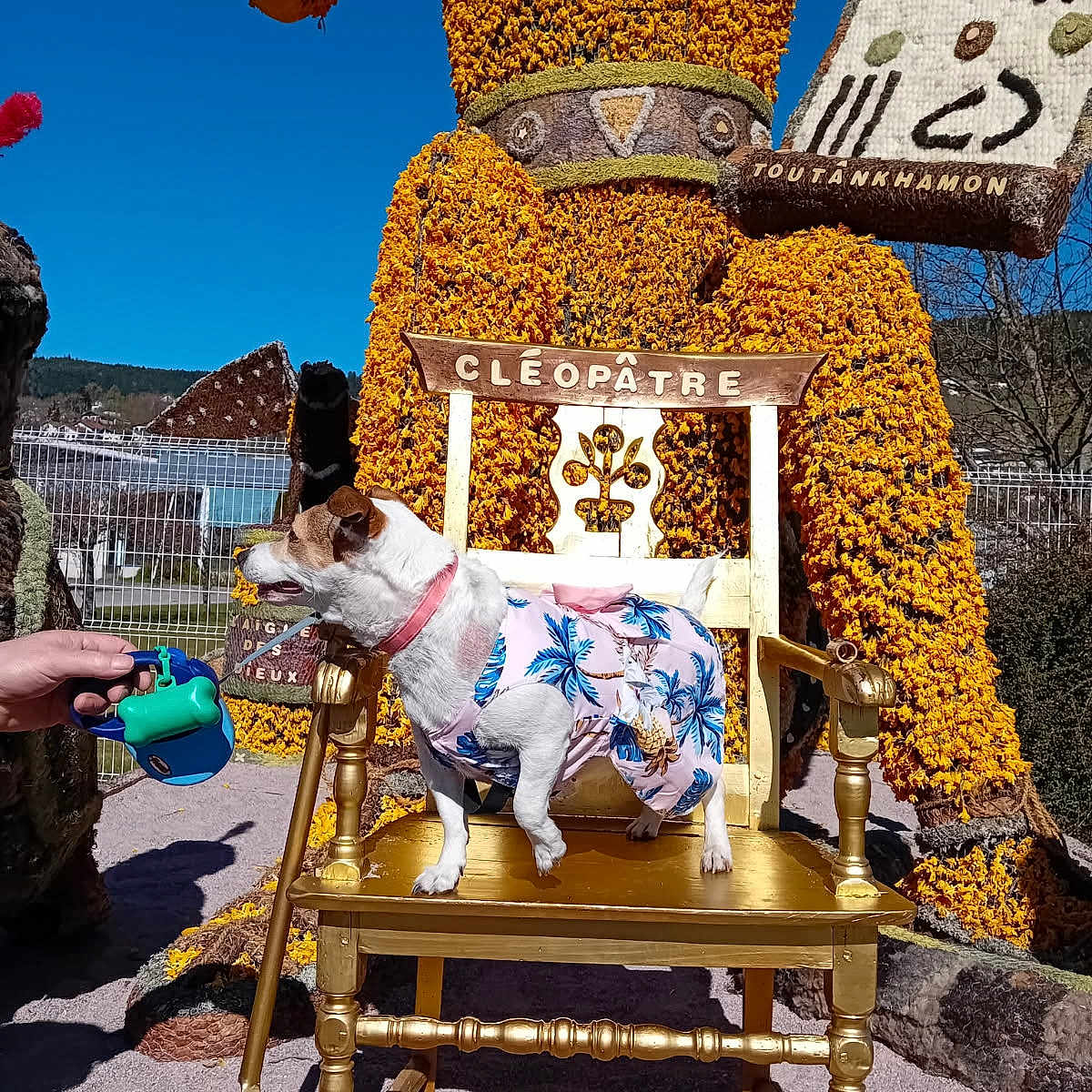 Maya a rejoint le concours — aidez-le/la à gagner de superbes lots ! animal, blue_sky, clothing, colorful, daytime, dog, dress, fence, flower_statue, garden, golden_chair, hand, leash, nature, outdoor, pet, portrait, small_dog, summer, sunny