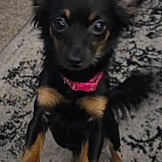 Nooki joined the competition — help win amazing prizes! animal, black_dog, carpet, close_up, curious, cute, dog, domestic_animal, ears, front_paws, furry, indoor, looking_up, mammal, pet, pink_collar, small_dog, standing, tail, tan_dog
