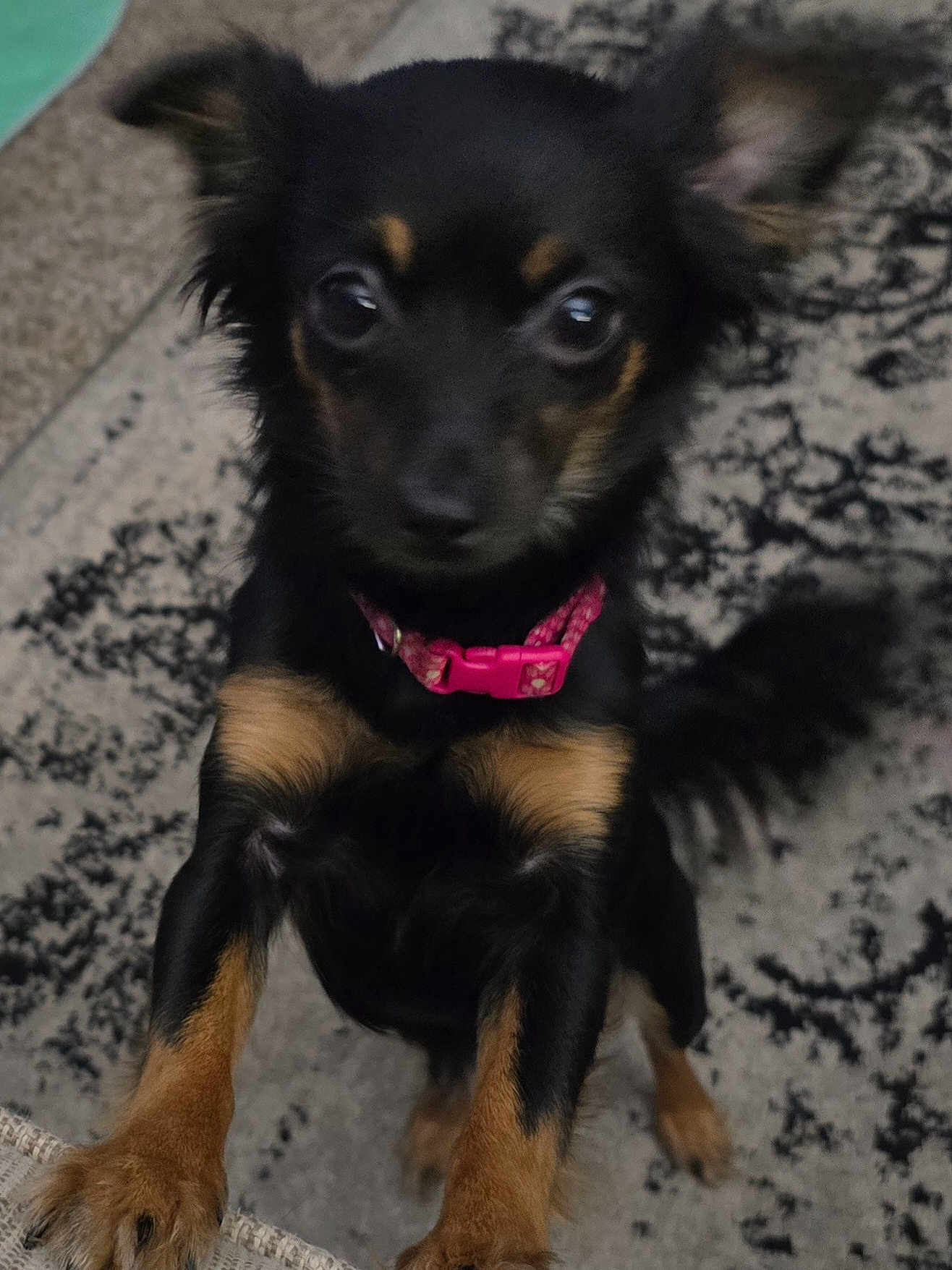 Nooki