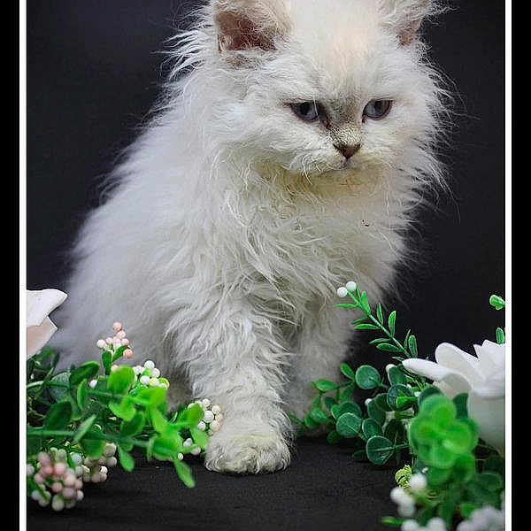 S'Raya De La Déesse Sélénée