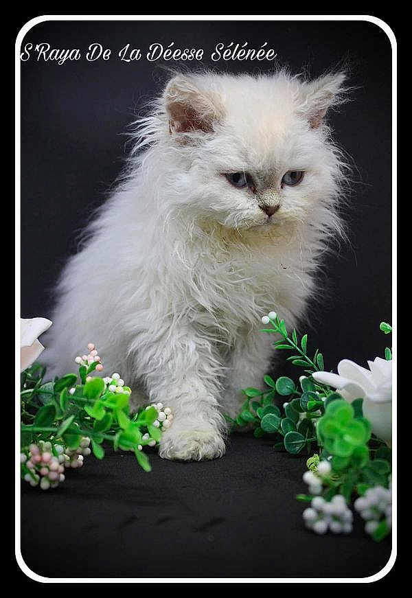 S'Raya De La Déesse Sélénée