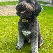 Bailey is registered to the contest to win money with this photo: animal, black_dog, canine, collar, dog, fence, fur, garden, grass, gray_dog, happy, lawn, muzzle, nature, outdoor, panting, pet, sitting, tag, white_patch