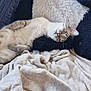 Sushi participe au concours pour gagner de l'argent avec cette photo : cat, stuffed_animal, panda, blanket, cozy, relaxed, indoor, furry, plush, comfort, pet, animal, resting, soft, cushion, feline, home, sleepy, cute, nap
