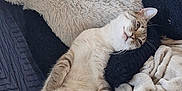 Sushi participe au concours pour gagner de l'argent avec cette photo : cat, stuffed_animal, panda, bed, blanket, furniture, indoor, cozy, relaxed, animal, pet, soft, plush, resting, sleepy, comfort, fabric, texture, cute, domestic