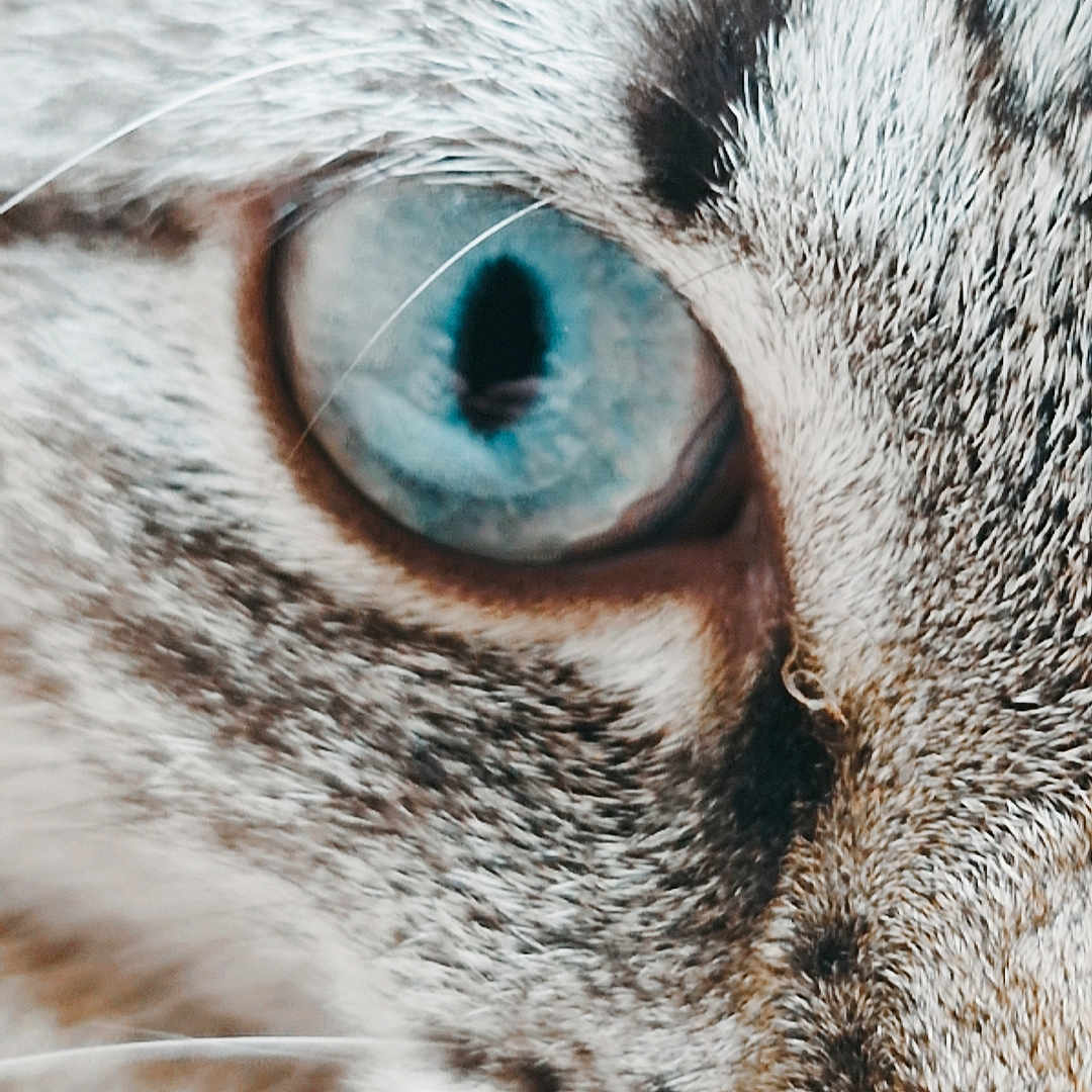 Sushi a rejoint le concours — aidez-le/la à gagner de superbes lots ! abyssinian, angora, animal, cat, egyptiancat, kitten, manx, pet, siamese, snout