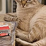 Sushi participe au concours pour gagner de l'argent avec cette photo : cat, animal, pet, indoor, wooden_surface, food_package, curious, feline, tabby, resting, ears, whiskers, eyes, fur, table, closeup, laying, domestic_animal, cute, alert