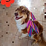 dog, canine, pet, fairy_wings, costume, colorful, happy, smiling, indoor, floor_tiles, brown_and_white, fur, sitting, looking_up, playful, decorative_wings, animal, domestic_animal, cute, portrait