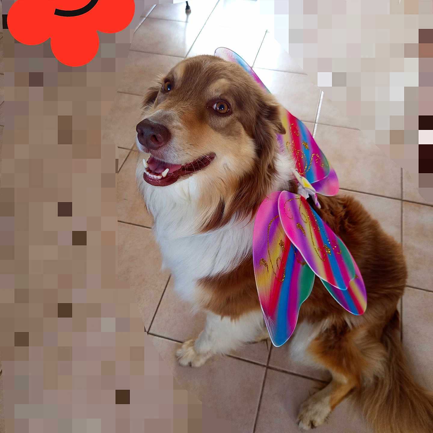 Tina a rejoint le concours — aidez-le/la à gagner de superbes lots ! dog, canine, pet, fairy_wings, costume, colorful, happy, smiling, indoor, floor_tiles, brown_and_white, fur, sitting, looking_up, playful, decorative_wings, animal, domestic_animal, cute, portrait