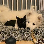 Taïga participe au concours pour gagner de l'argent avec cette photo : puppy, kitten, dog, cat, bed, toy, fluffy, black_cat, white_dog, snuggle, pet, indoor, cozy, fur, sleepy, cute, resting, companion, animal, friendship