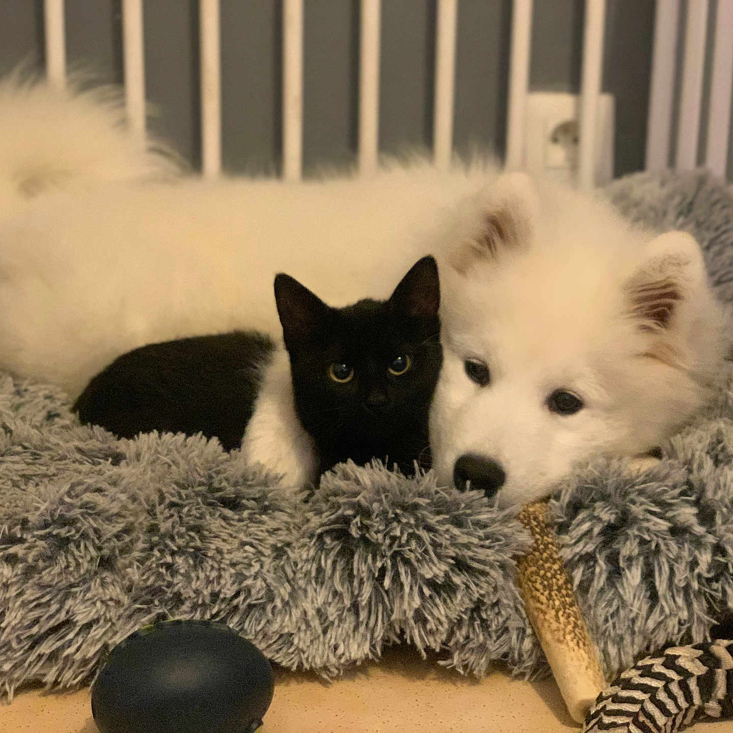 Taïga participe au concours pour gagner de l'argent avec cette photo : animal, bed, black_cat, cat, companion, cozy, cute, dog, fluffy, friendship, fur, indoor, kitten, pet, puppy, resting, sleepy, snuggle, toy, white_dog