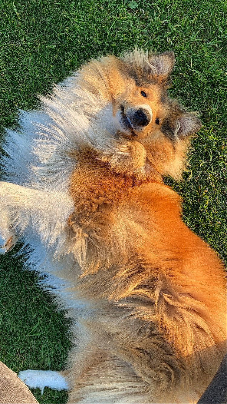 Bali participe au concours pour gagner de l'argent avec cette photo : canidae, carnivore, companion_dog, dog, dog_breed, fawn, fur, german_spitz, german_spitz_klein, grass, paw, shetland_sheepdog, snout, spitz, sporting_group, tail, terrestrial_animal, whiskers, working_animal, working_dog