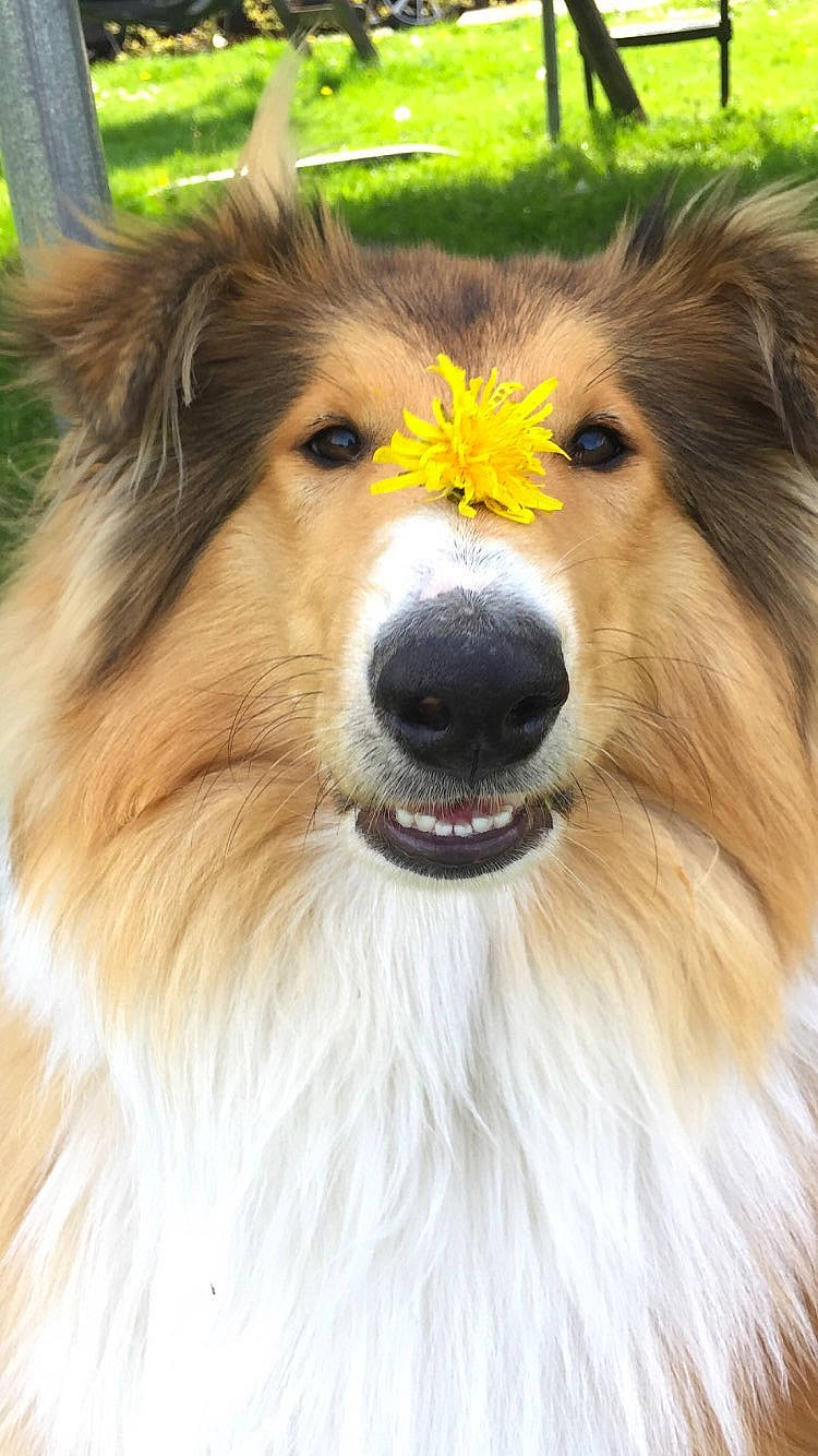 Bali participe au concours pour gagner de l'argent avec cette photo : canidae, carnivore, collie, companion_dog, dog, dog_breed, fur, grass, herding_dog, iris, jaw, rough_collie, scotch_collie, shetland_sheepdog, snout, sporting_group, terrestrial_animal, wildlife, working_animal, working_dog