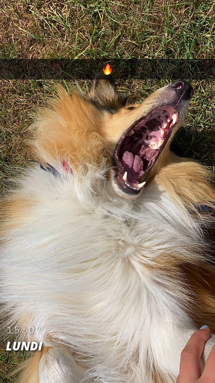 Bali a rejoint le concours — aidez-le/la à gagner de superbes lots ! canidae, carnivore, claw, companion_dog, dog, dog_breed, fang, fawn, felidae, fur, jaw, liver, paw, snout, sporting_group, tongue, tooth, whiskers, wildlife, yawn