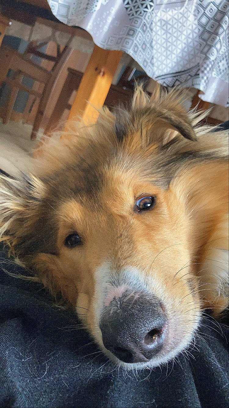 Bali participe au concours pour gagner de l'argent avec cette photo : canidae, canis, carnivore, collie, companion_dog, dog, dog_breed, fawn, fur, herding_dog, pack_animal, rough_collie, scotch_collie, shetland_sheepdog, snout, sporting_group, terrestrial_animal, whiskers, working_animal, working_dog