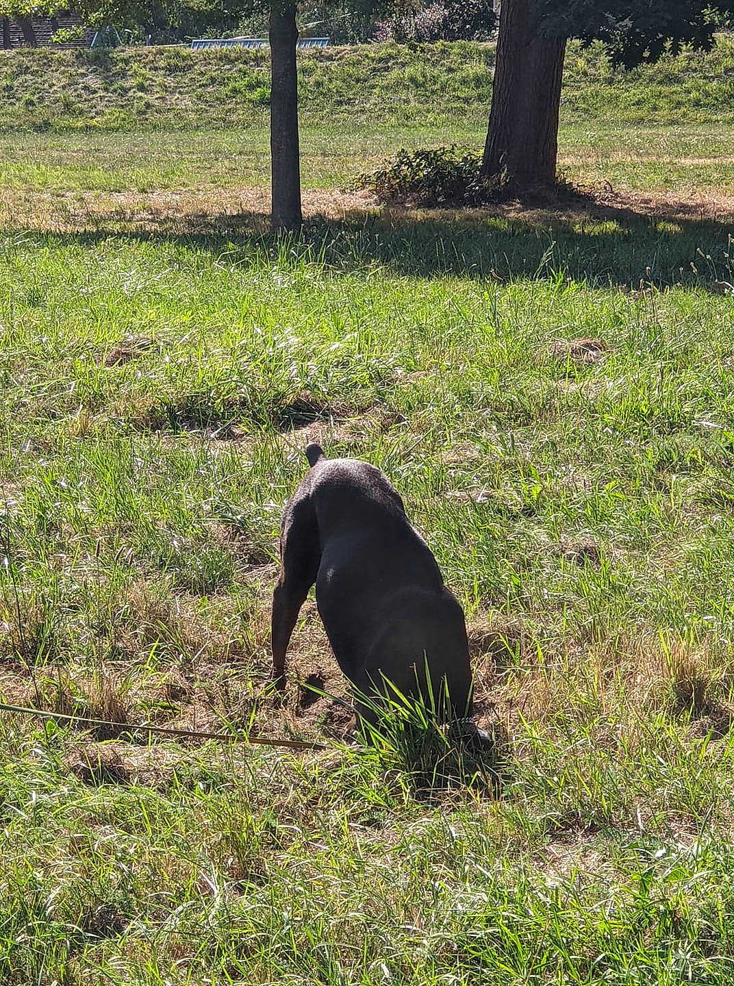 Terra joined the competition — help win amazing prizes! canidae, carnivore, companion_dog, dog, dog_breed, grass, grassland, groundcover, lawn, meadow, pasture, plant, shade, sporting_group, tail, terrestrial_animal, tints_and_shades, tree, wildlife, working_animal