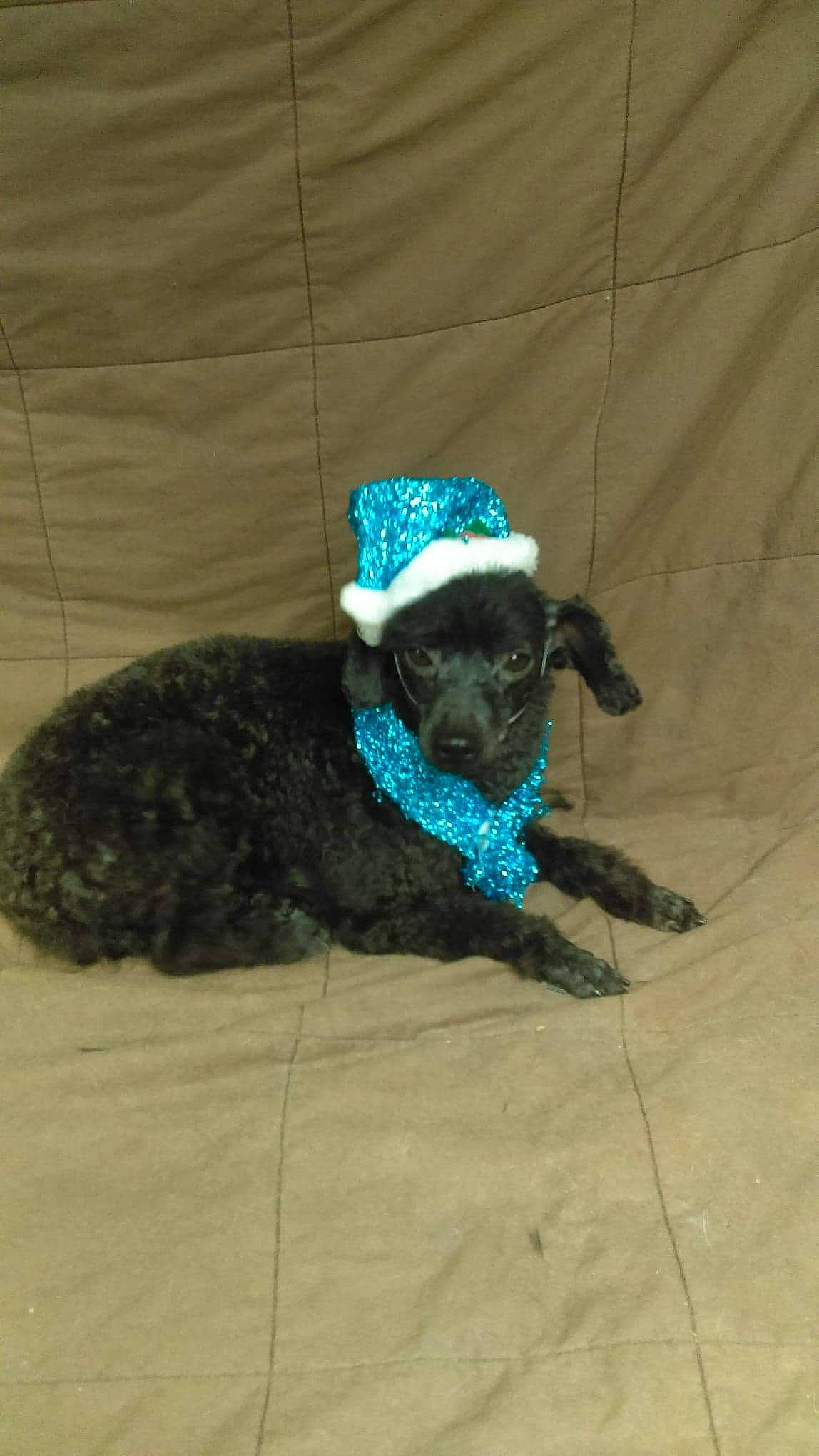 Bubba joined the competition — help win amazing prizes! art, cap, carnivore, collar, companion_dog, dog, dog_breed, dog_clothes, dog_collar, dog_supply, fawn, hat, headgear, leash, pet_supply, snout, sporting_group, tail, water_dog, working_animal